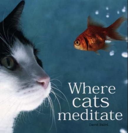 Where cats meditate