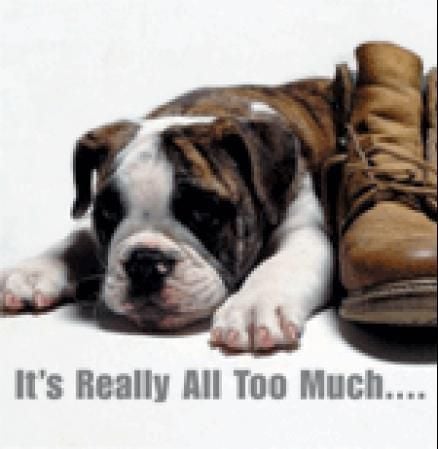 It's really all too much