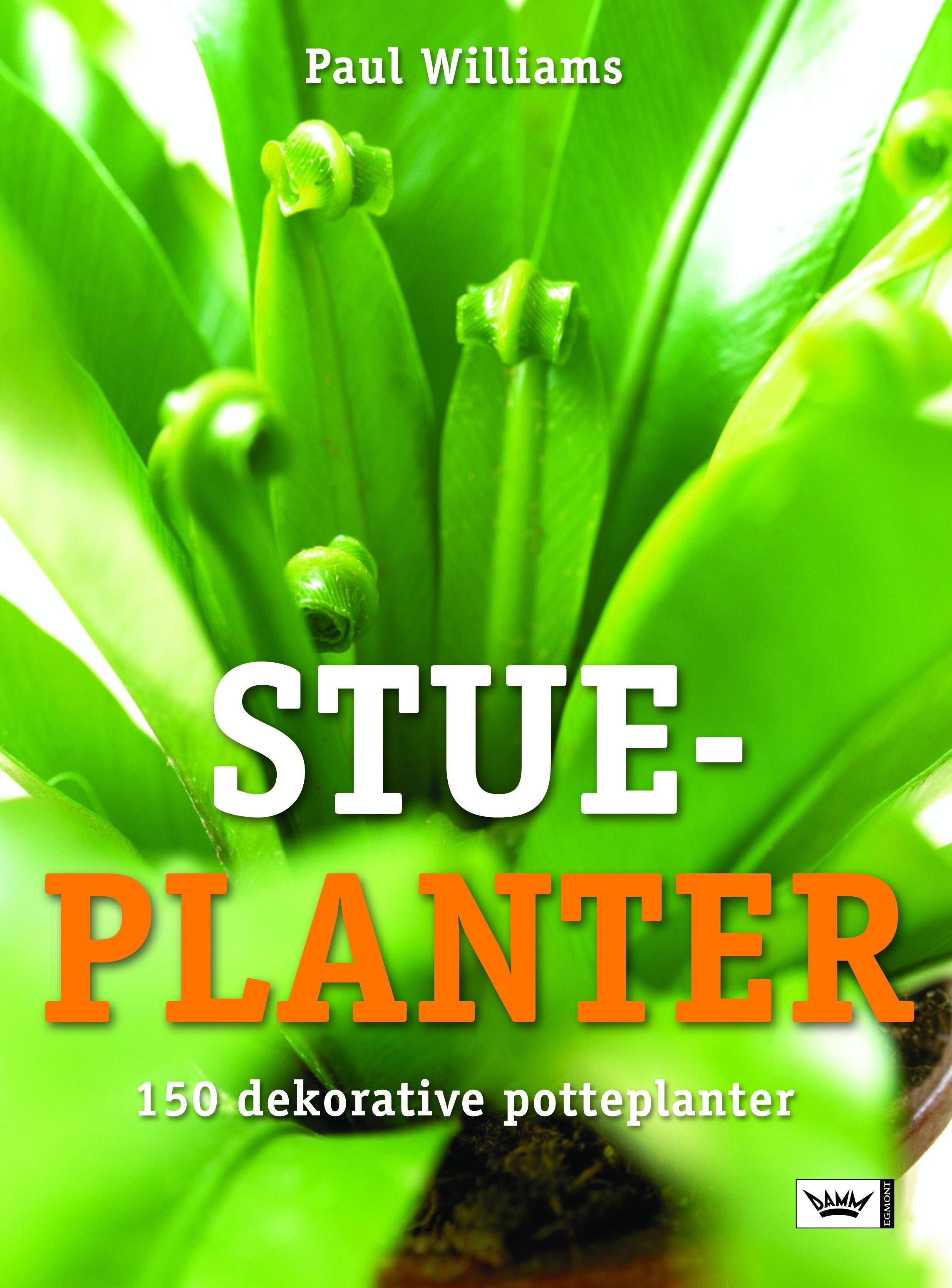 Dekorative stueplanter