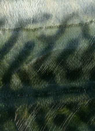 Hvem lager mønsteret på makrellen = Who makes the pattern on the mackerel
