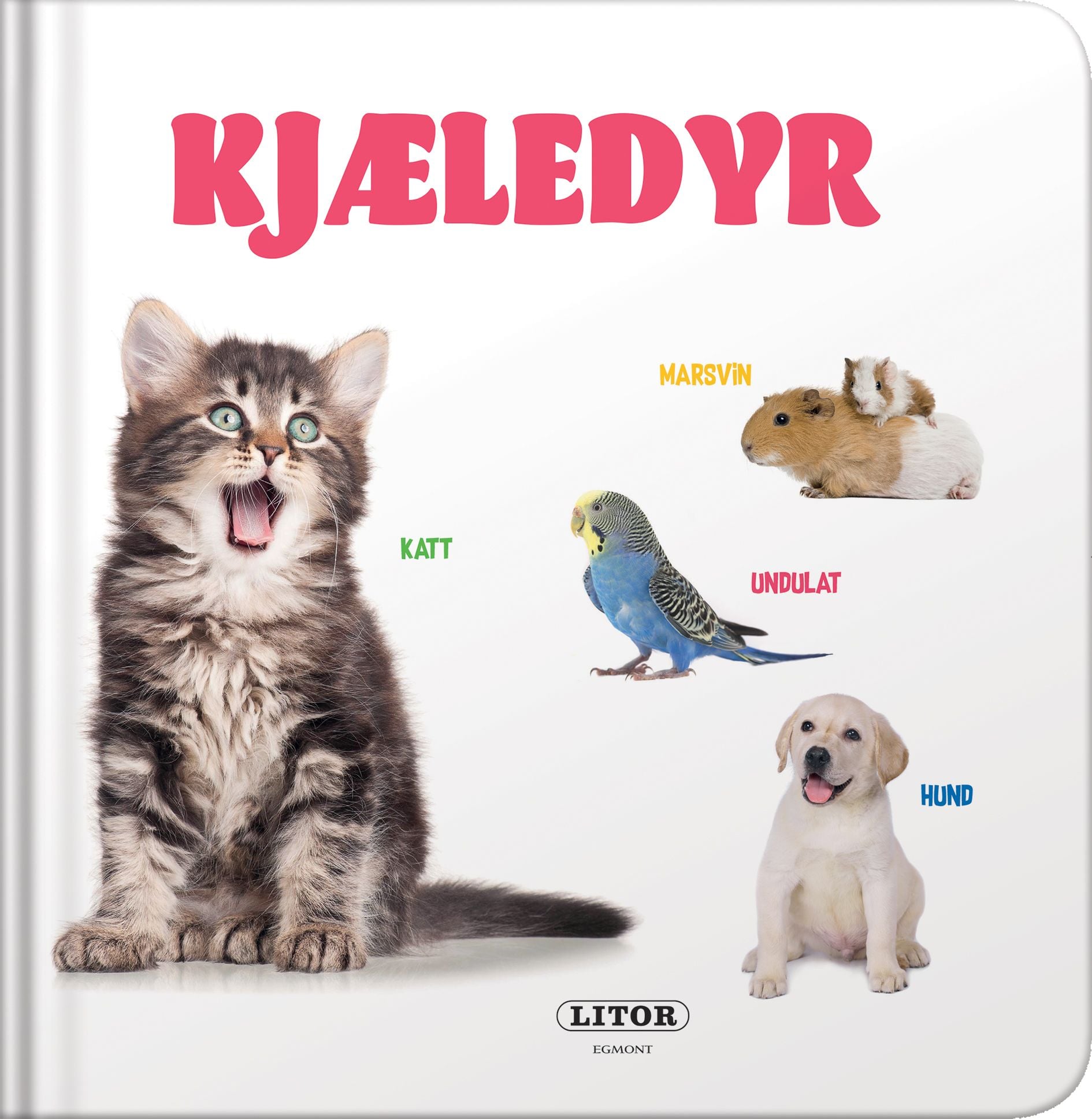 Kjæledyr