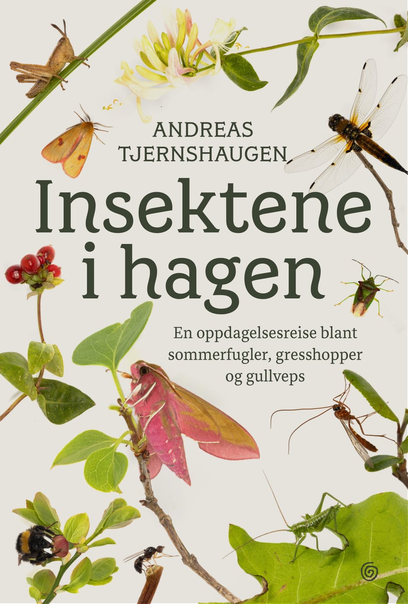 Insektene i hagen