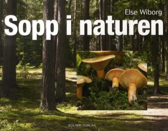 Sopp i naturen