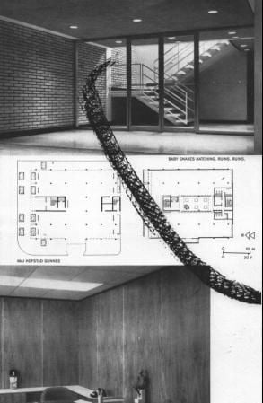 Baby snakes hatching