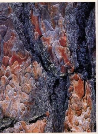 Bark 01