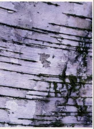 Bark 03